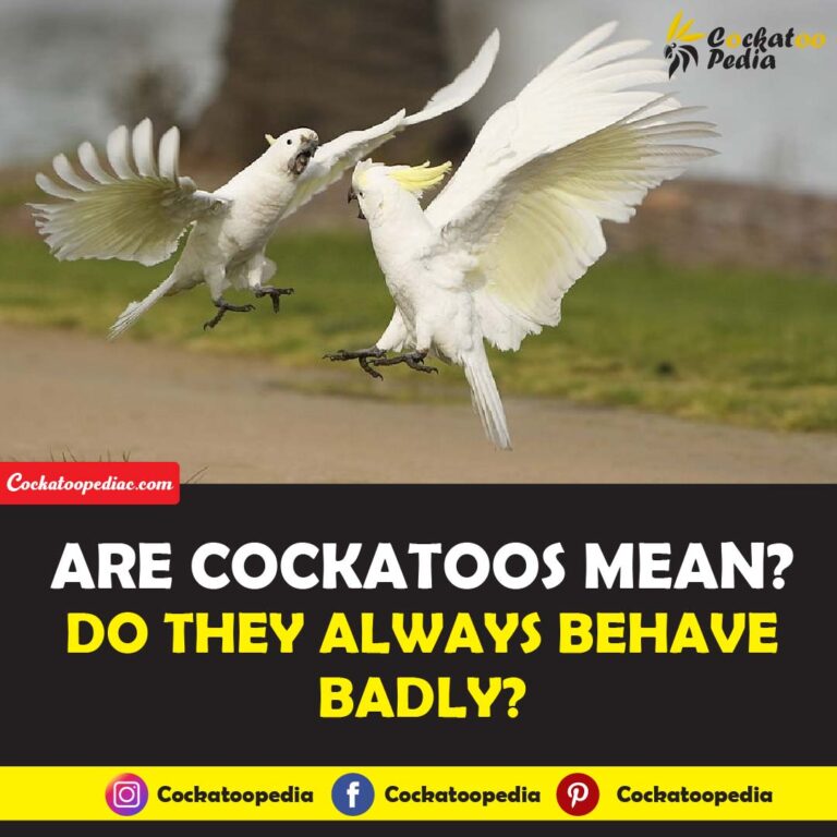 Are Cockatoos Mean