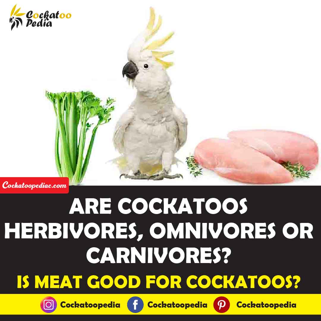 Are cockatoos herbivores, omnivores or carnivores