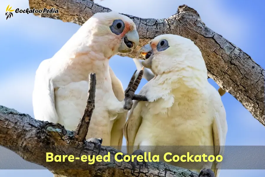 Bare-eyed Corella Cockatoo