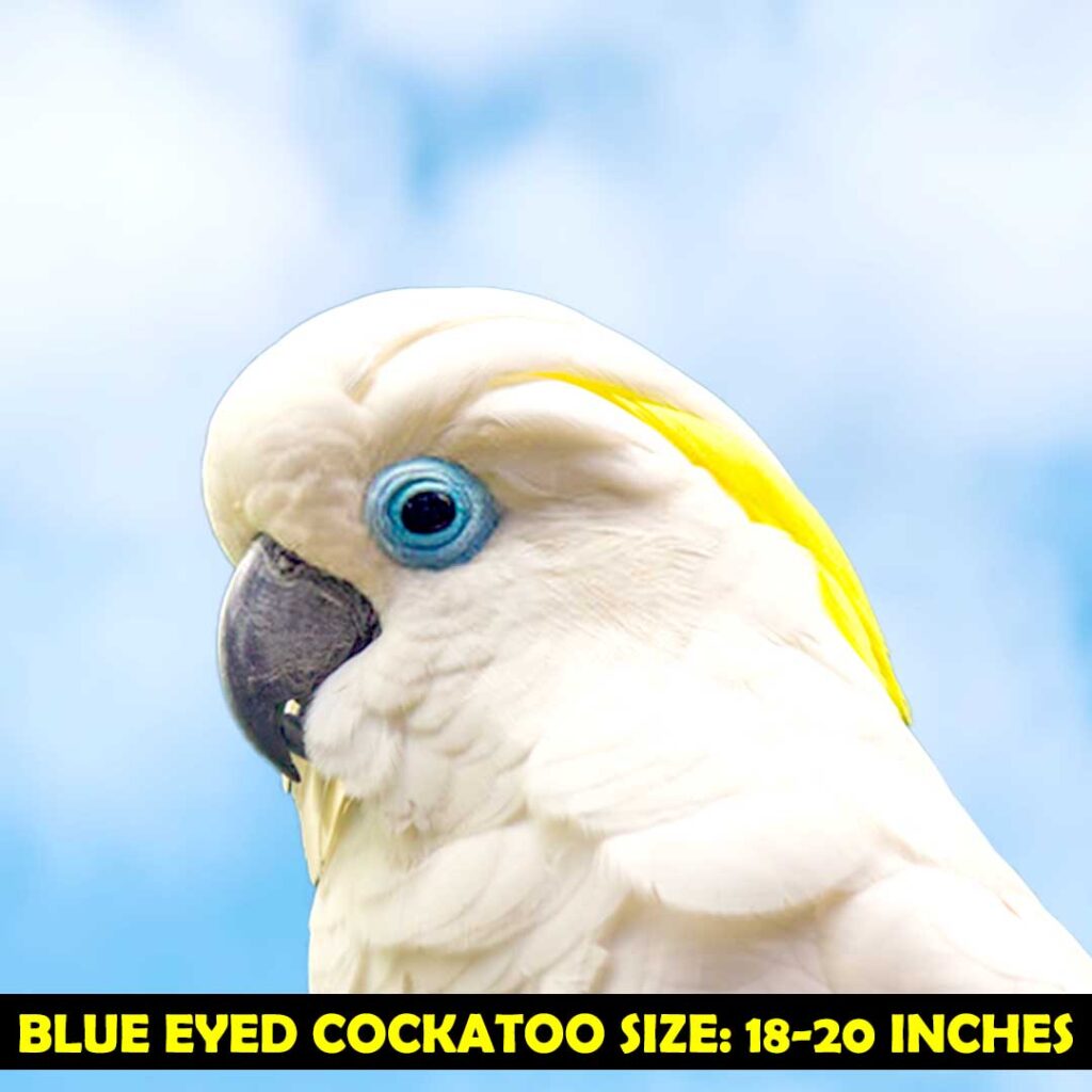Blue Eyed cockatoo