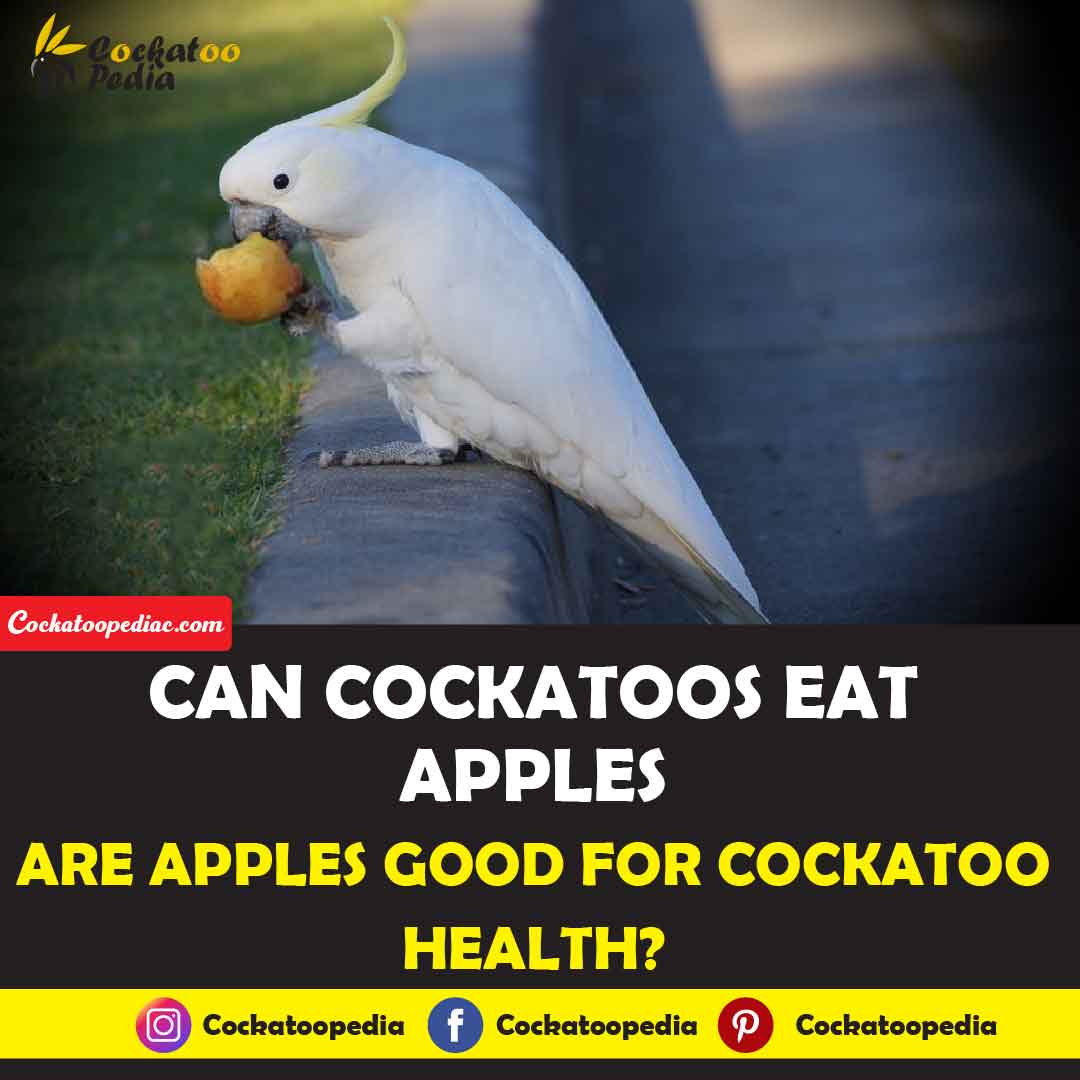 Can Cockatoos Eat Apples
