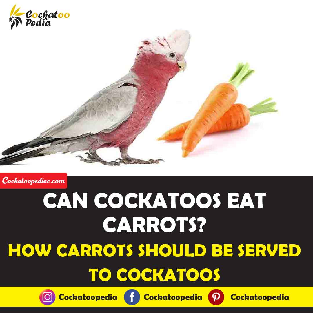 Can Cockatoos Eat Carrots