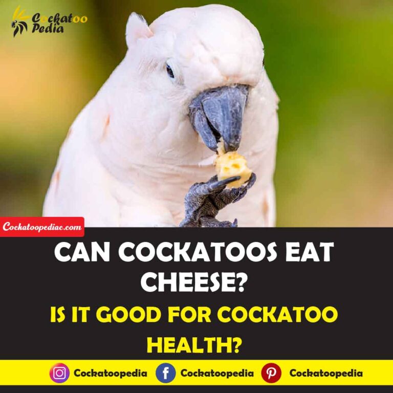 Can Cockatoos Eat Cheese