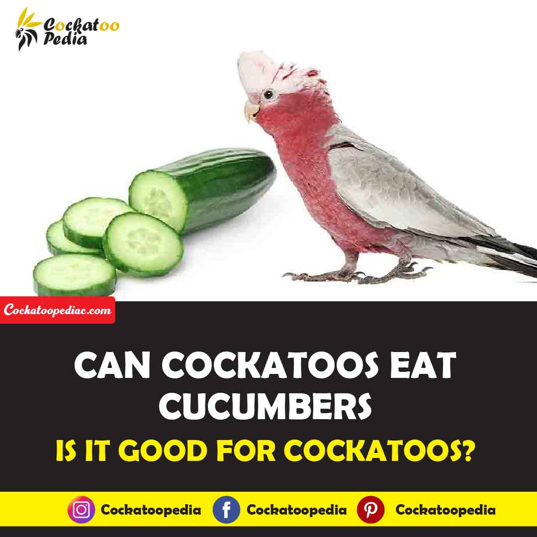 Can Cockatoos Eat Cucumbers