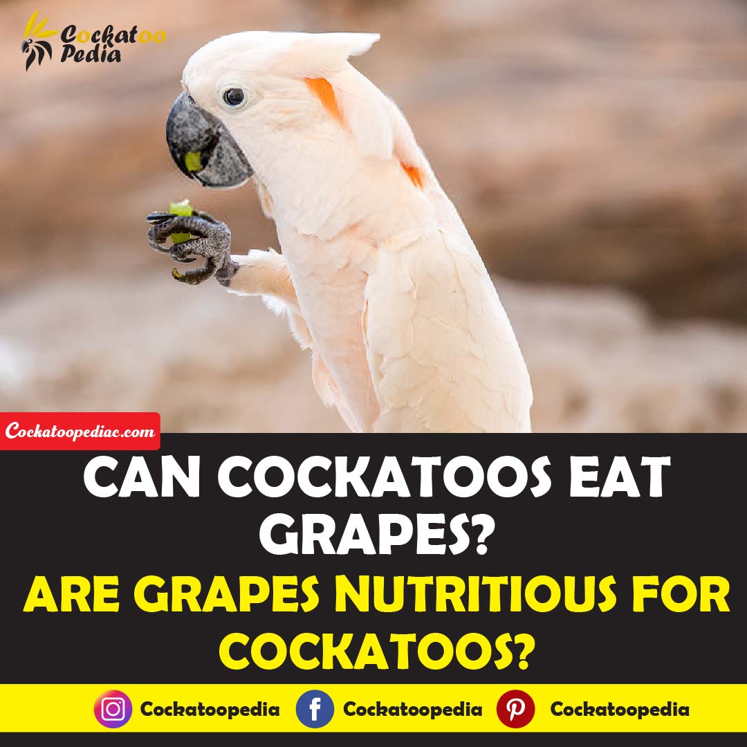 Can Cockatoos Eat Grapes