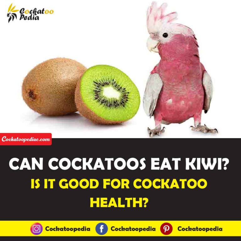 Can Cockatoos Eat Kiwi