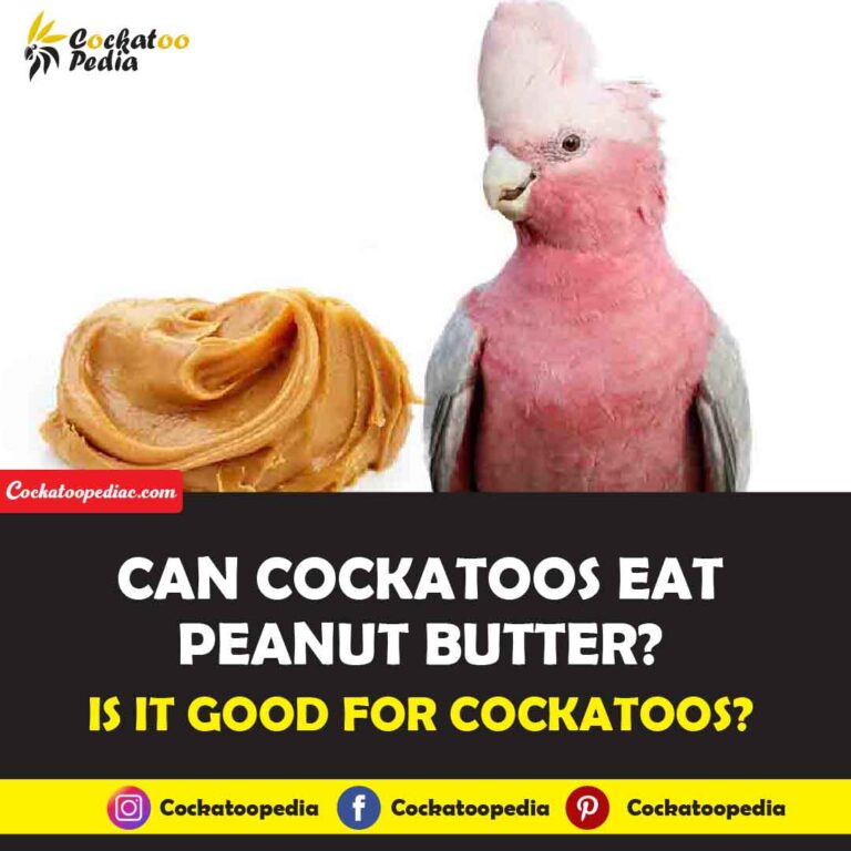 Can Cockatoos Eat Peanut Butter