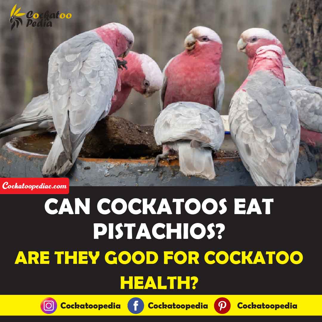 Can Parrots Eat Pistachios? Discover the Surprising Facts!