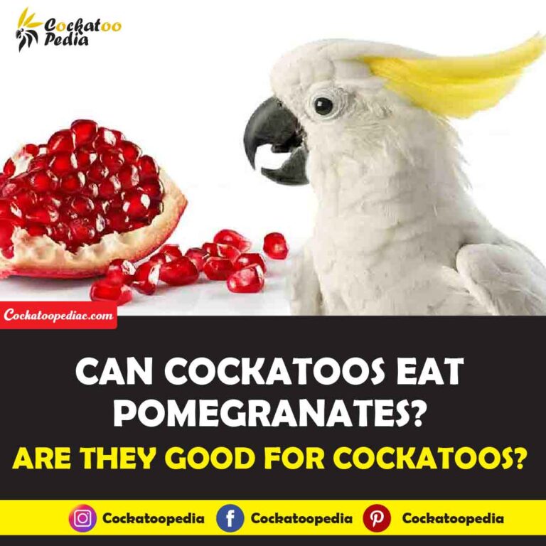 Can Cockatoos Eat Pomegranates