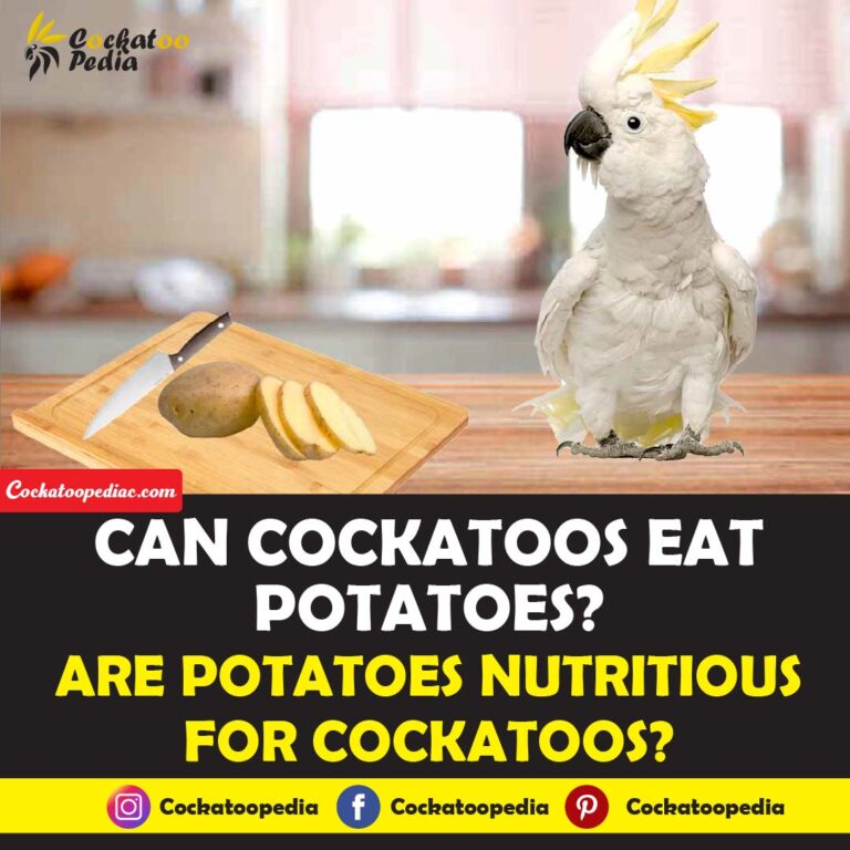 Can Cockatoos Eat Potatoes