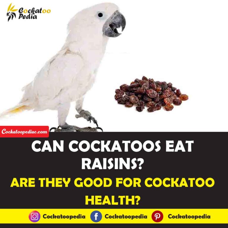 Can Cockatoos Eat Raisins