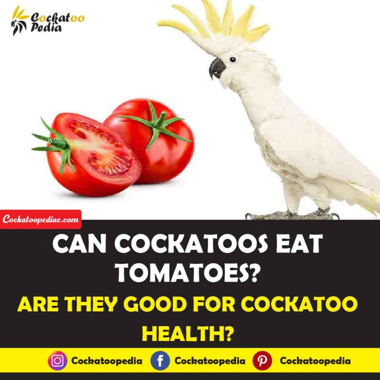 Can Cockatoos Eat Tomatoes