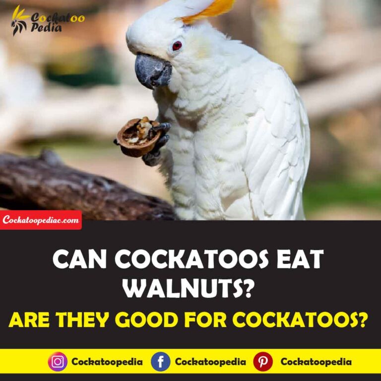 Can Cockatoos Eat Walnuts