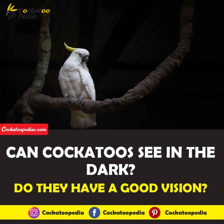 Can Cockatoos See In The Dark