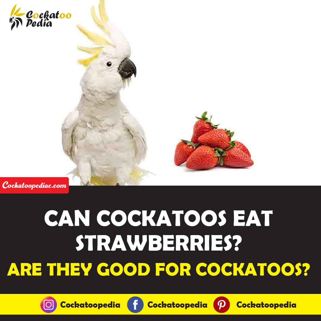 Can cockatoos Eat Strawberries