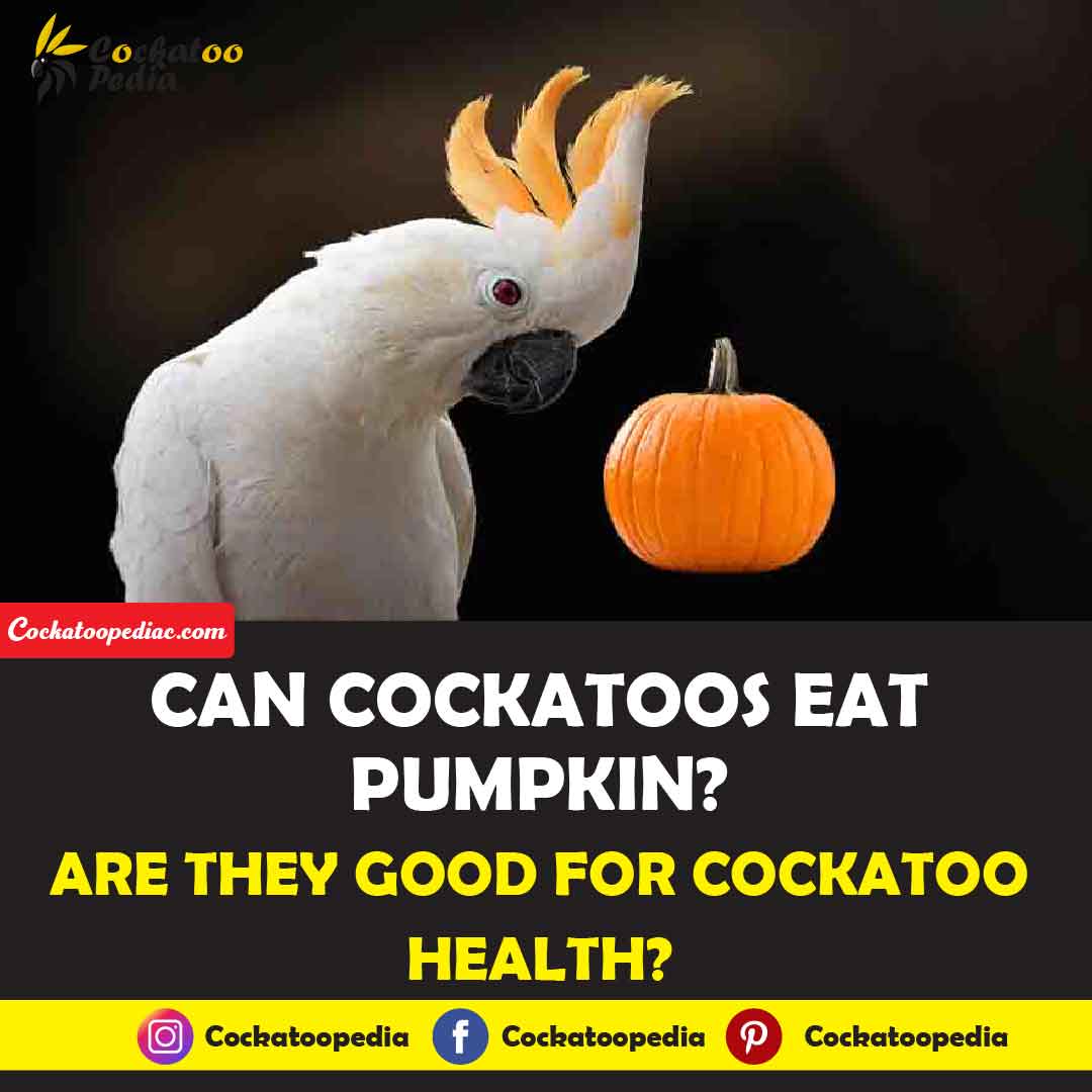 Can cockatoos eat pumpkin