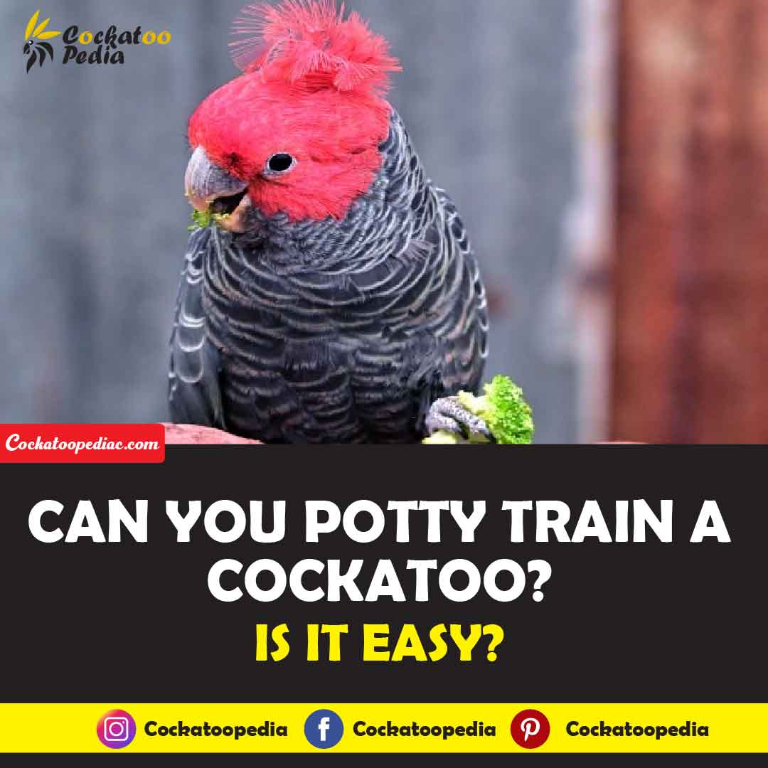 Can you potty train a cockatoo