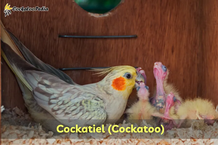 Cockatiel (Cockatoo)