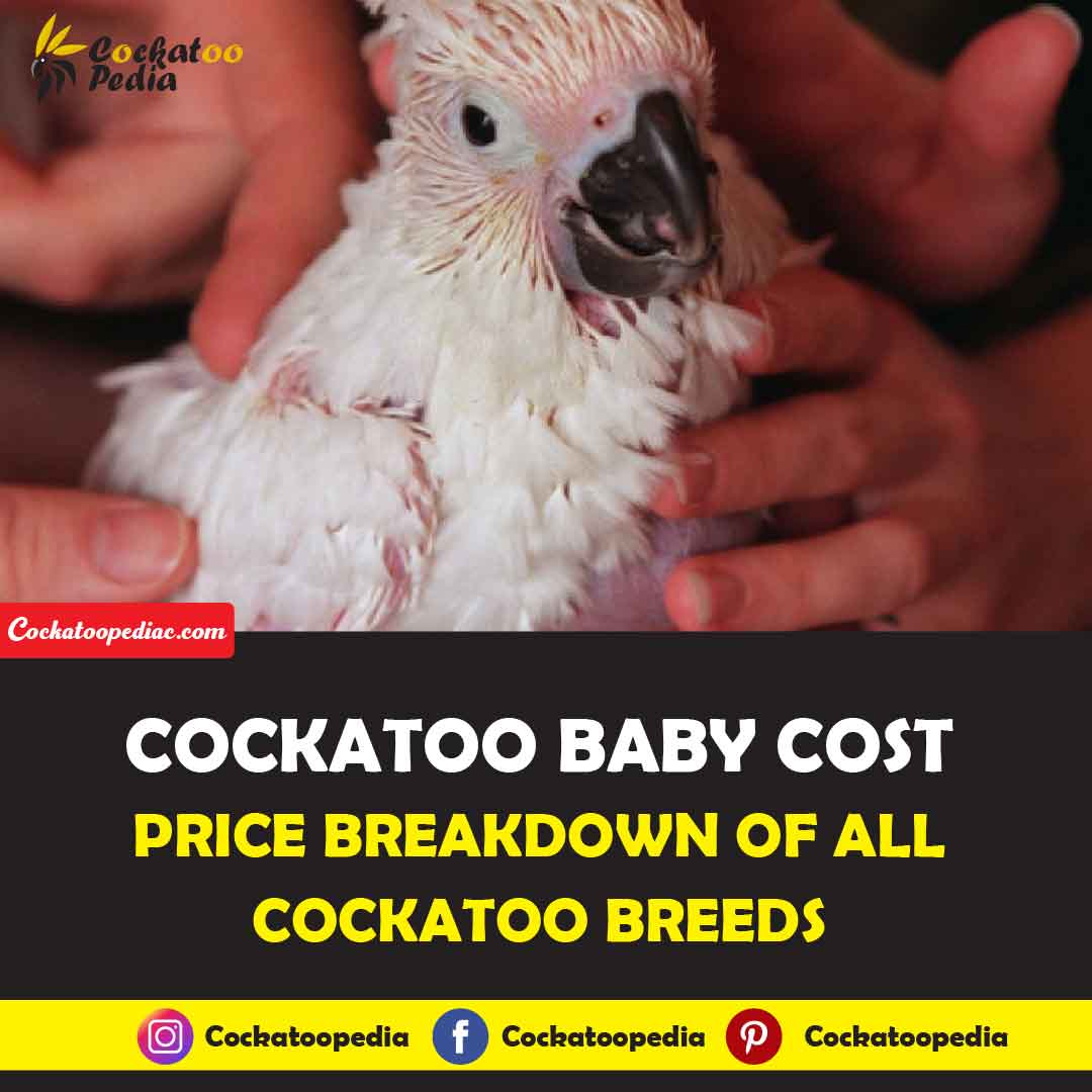 Cockatoo Baby Cost