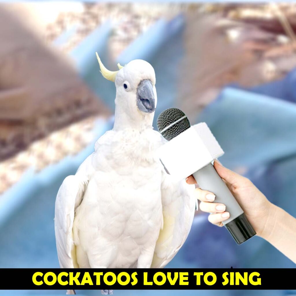 cockatoo love to sing