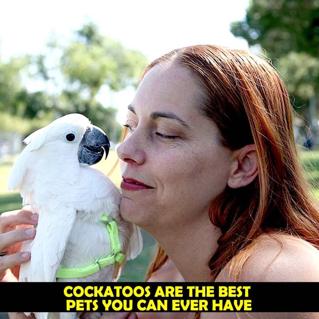 Cockatoos Good Pets