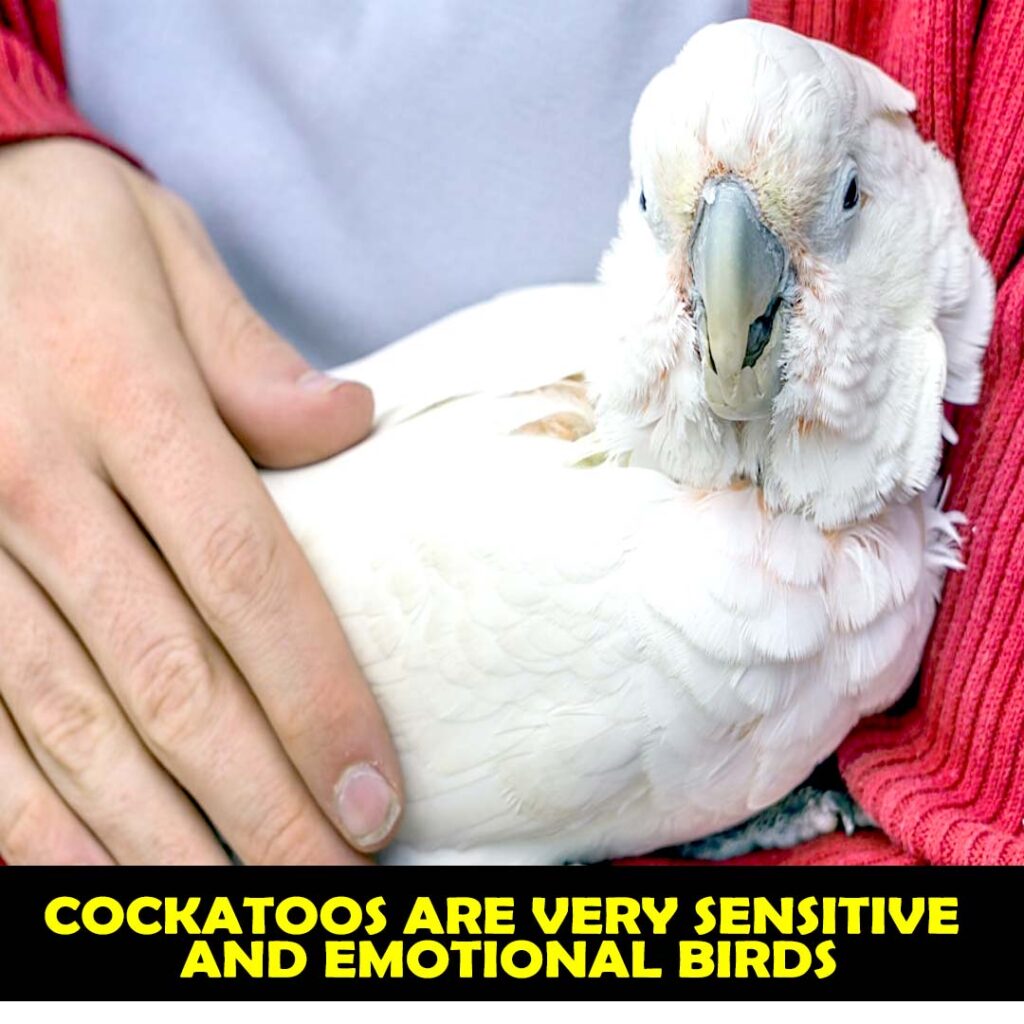 Cockatoos are Affectionate