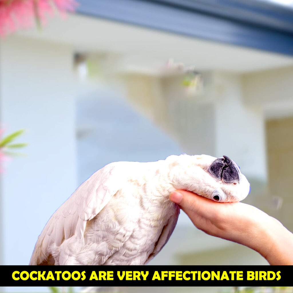 Cockatoos are Affectionate Parrots