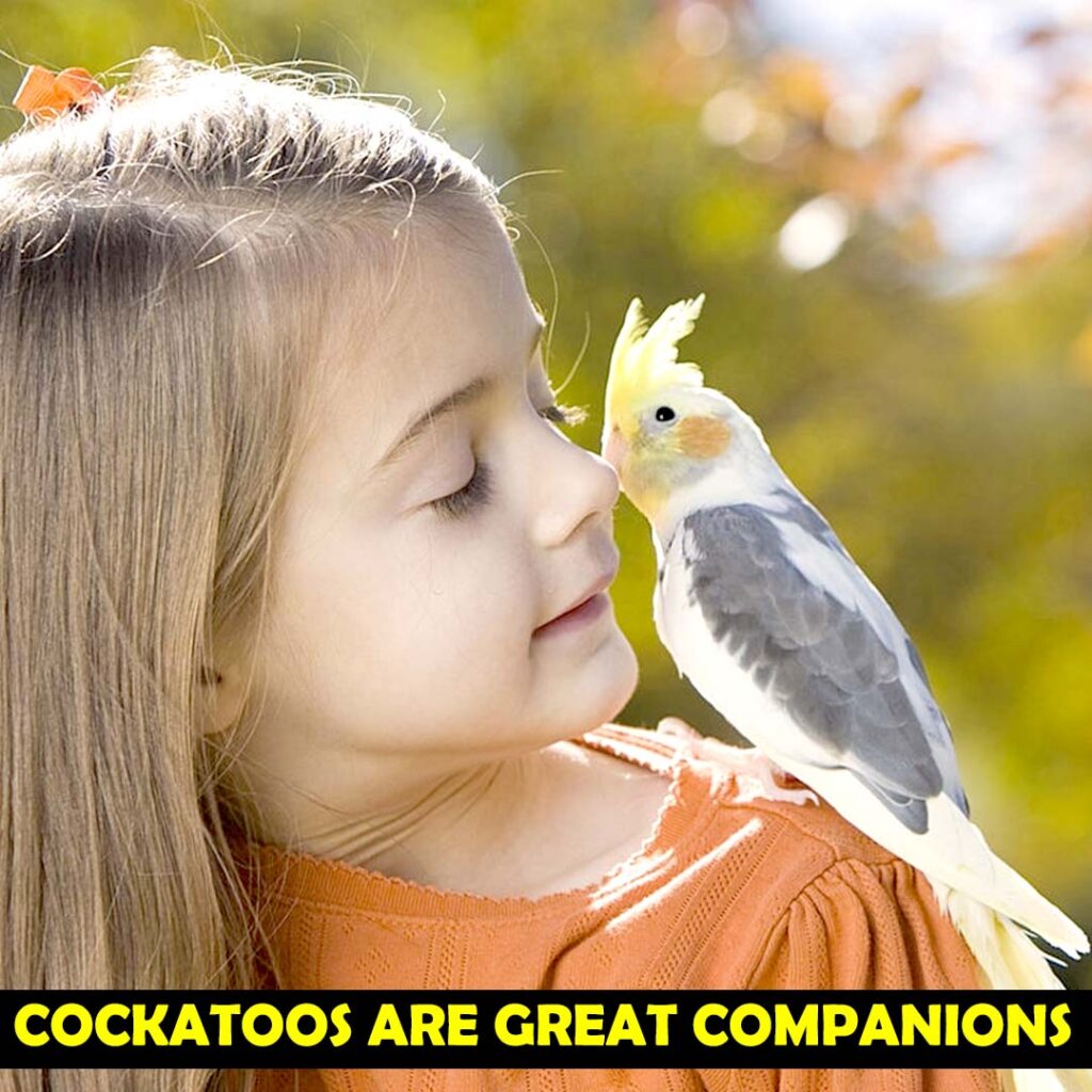 Cockatoos are Lifetime Partners