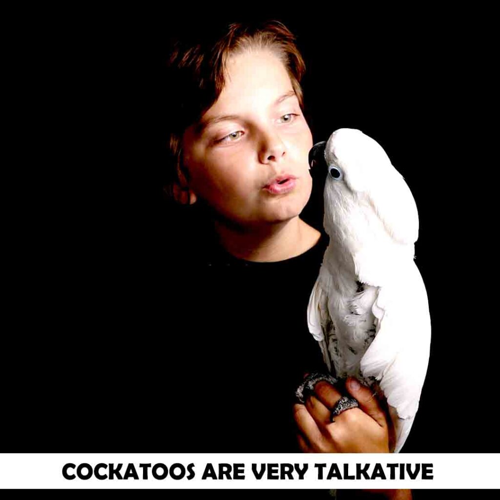 Cockatoos are very talkative