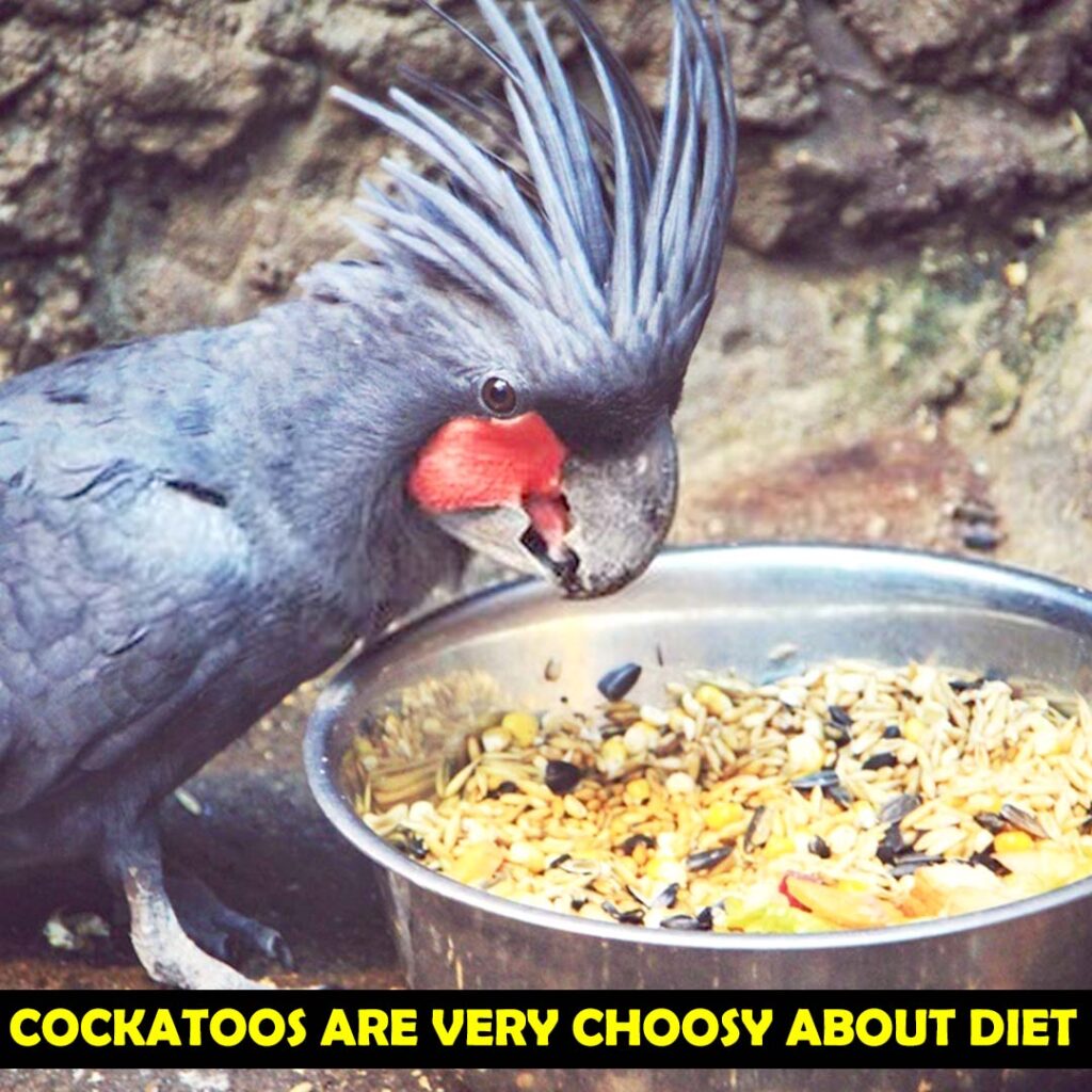 Cockatoos need Special Diet