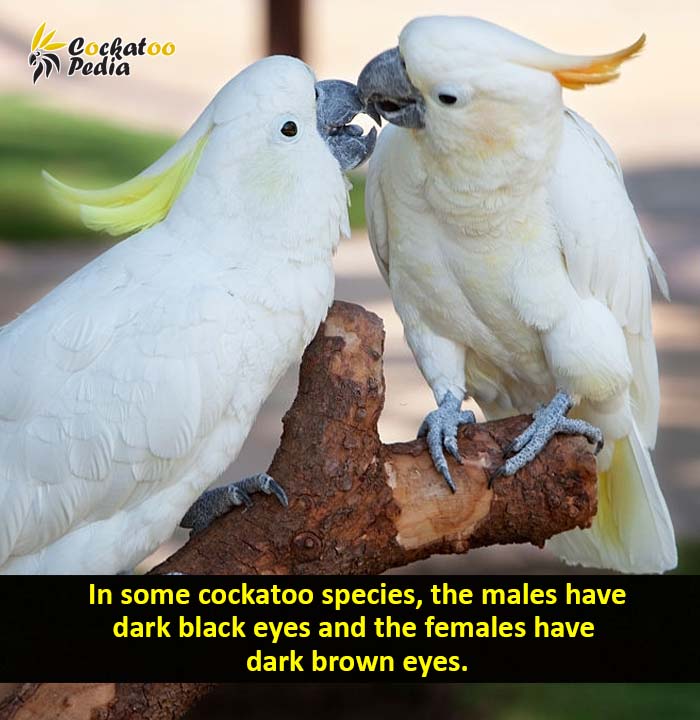 In some cockatoo species, the males have dark black eyes and the females have  dark brown eyes.