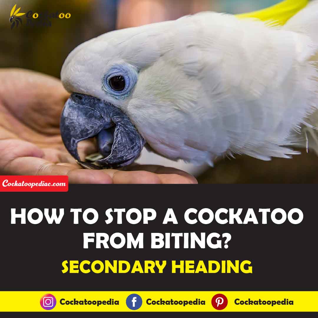 Do Cockatoos Bite