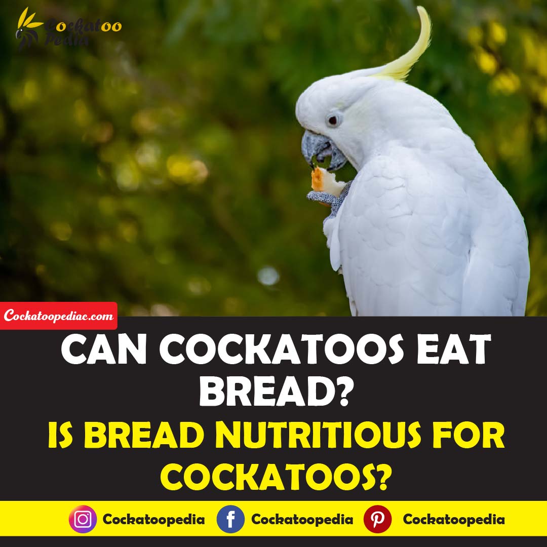 Do Cockatoos Eat Bread