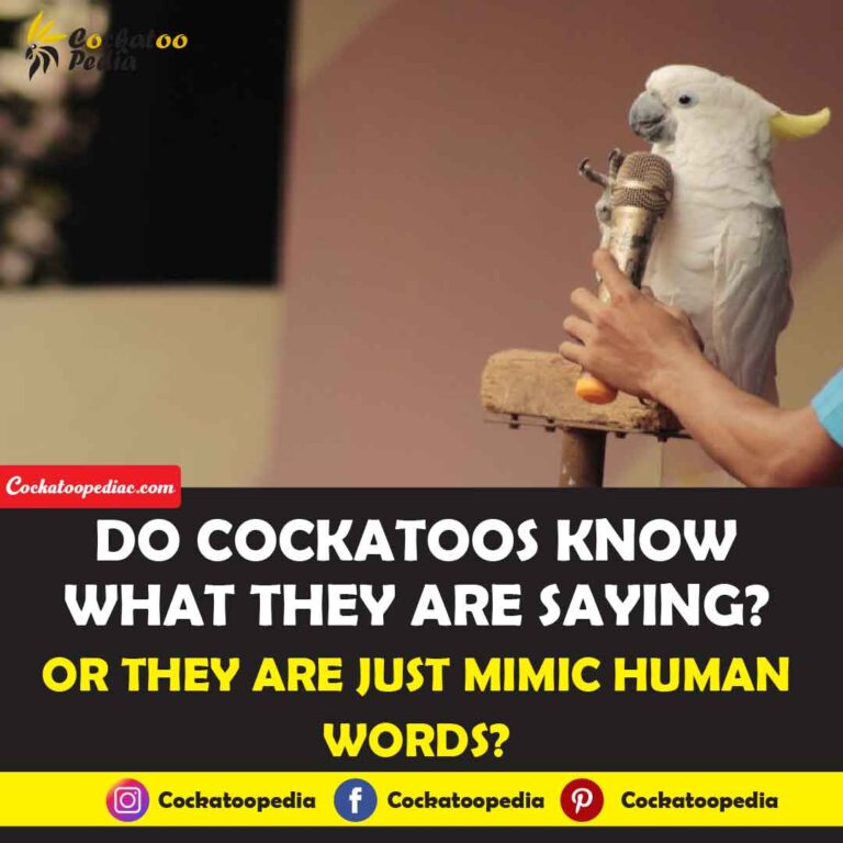 Do Cockatoos Know What They Are Saying