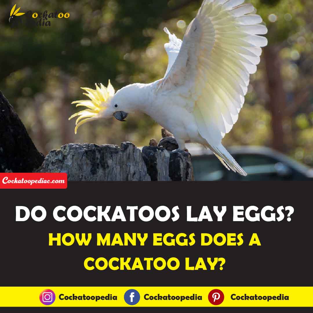 Do Cockatoos Lay Eggs