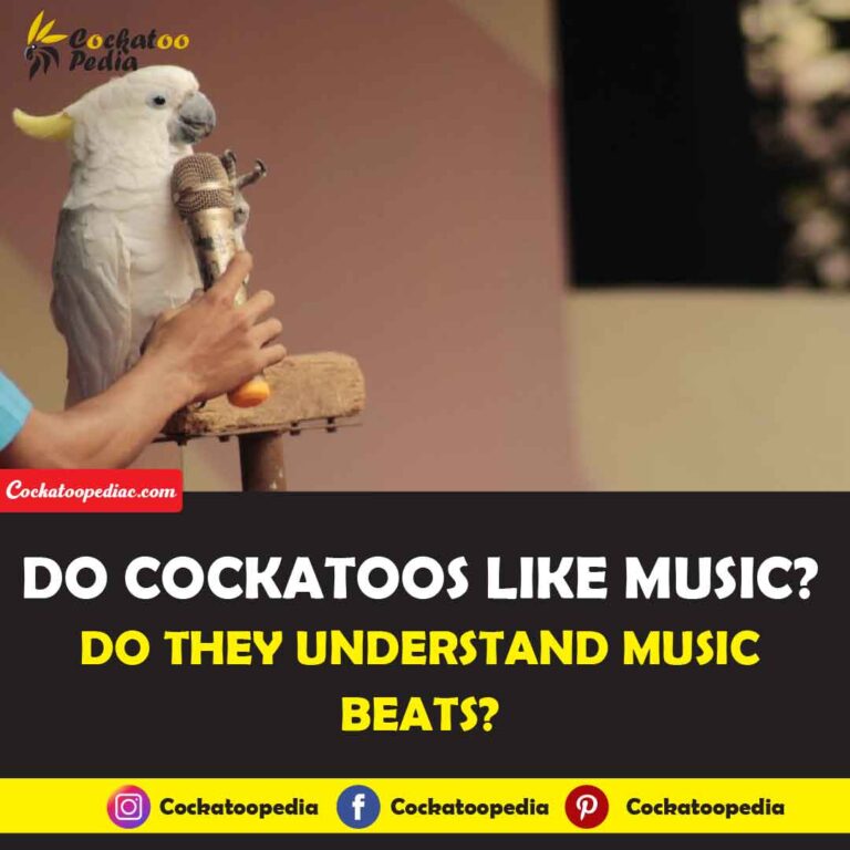 Do Cockatoos Like Music