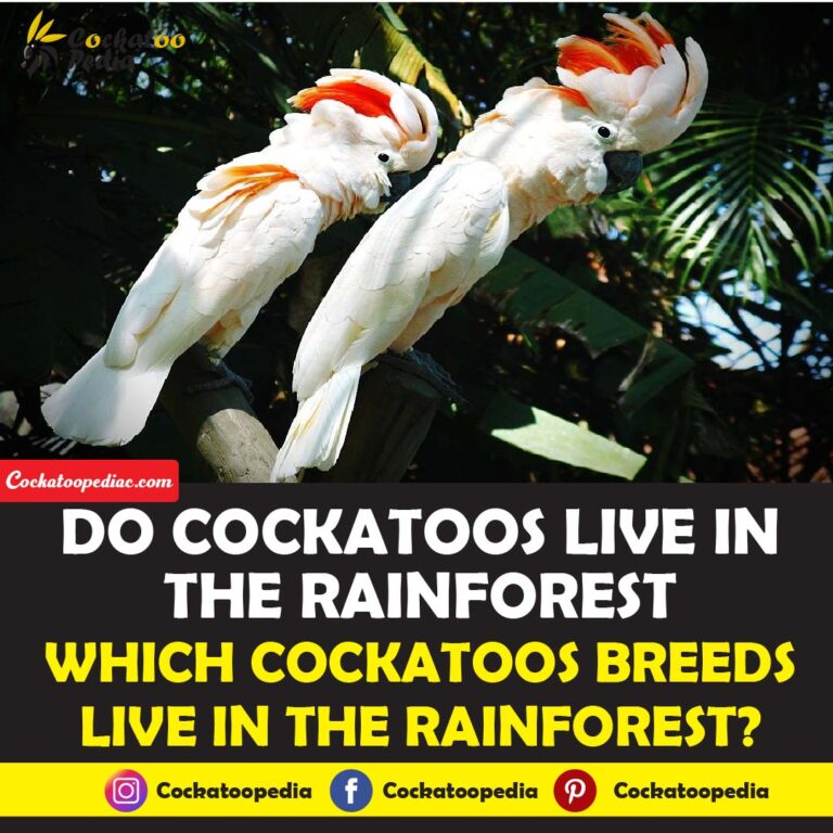 Do Cockatoos Live In The Rainforest