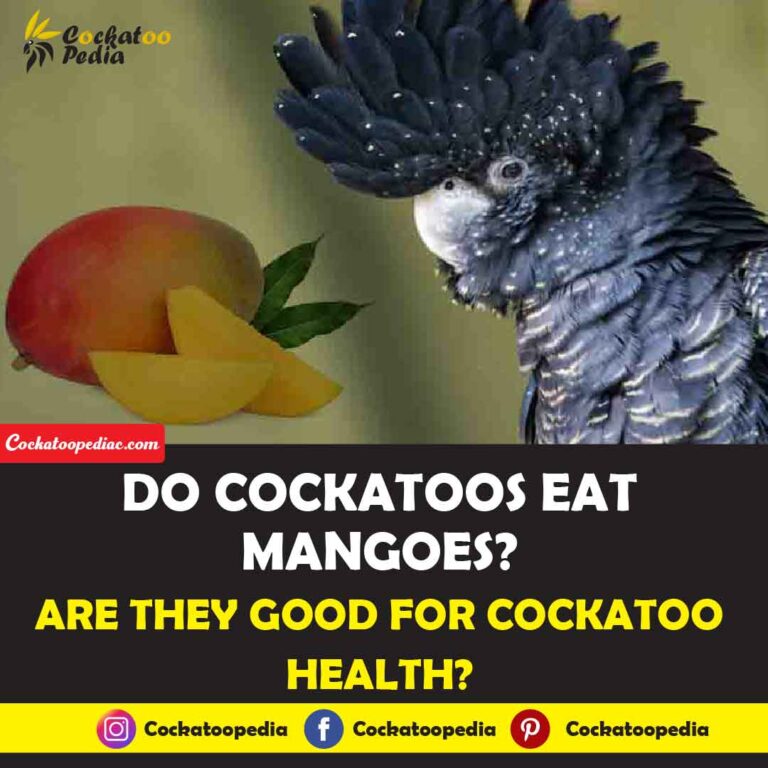 Do cockatoos eat mangoes