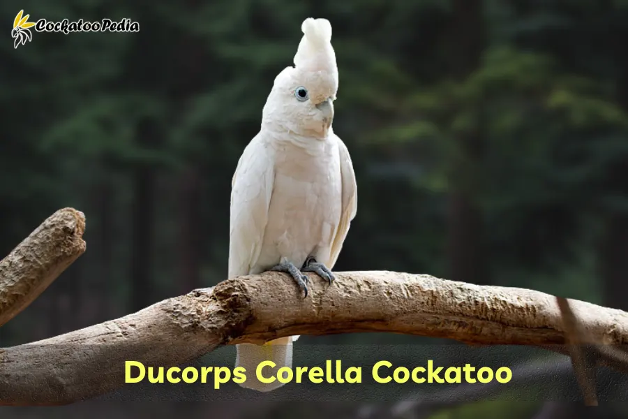 Durcorps Corella Cockatoo