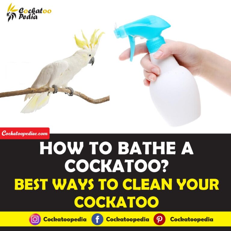 How to Bathe a Cockatoo?