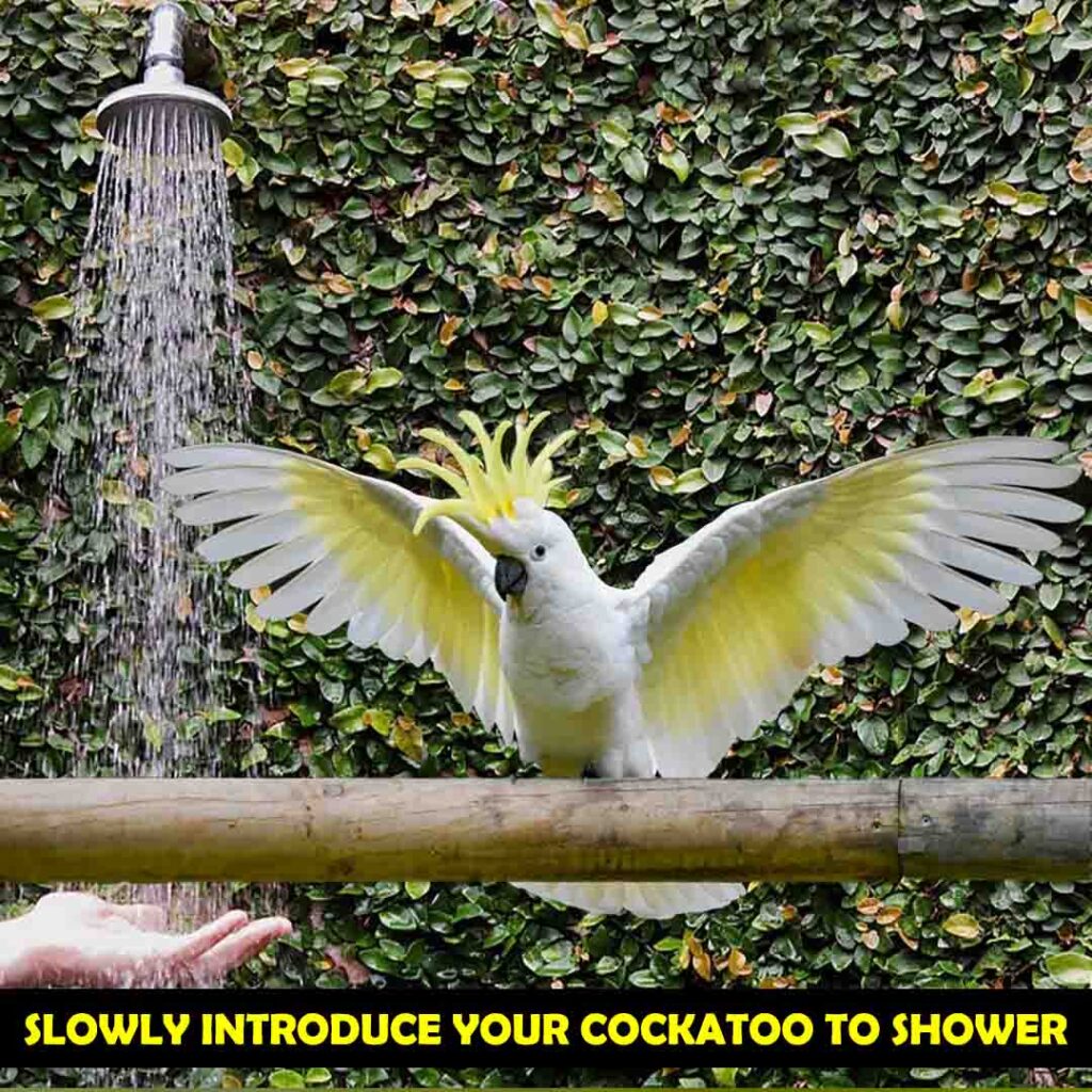 Cockatoos enjoy bathing in light water splashes