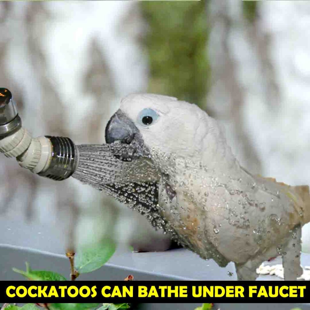 Cockatoos can bathe under faucet
