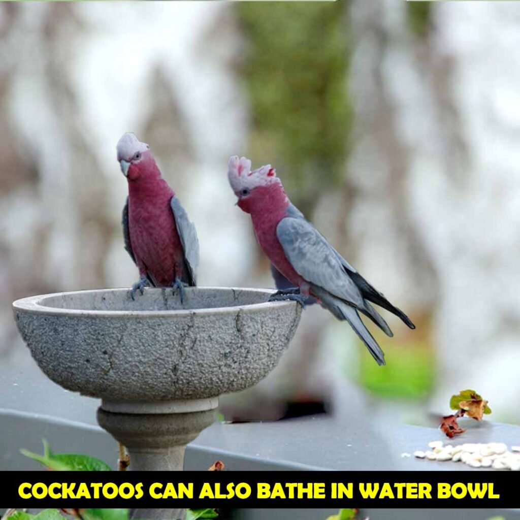 Cockatoos can also bathe in water bowl