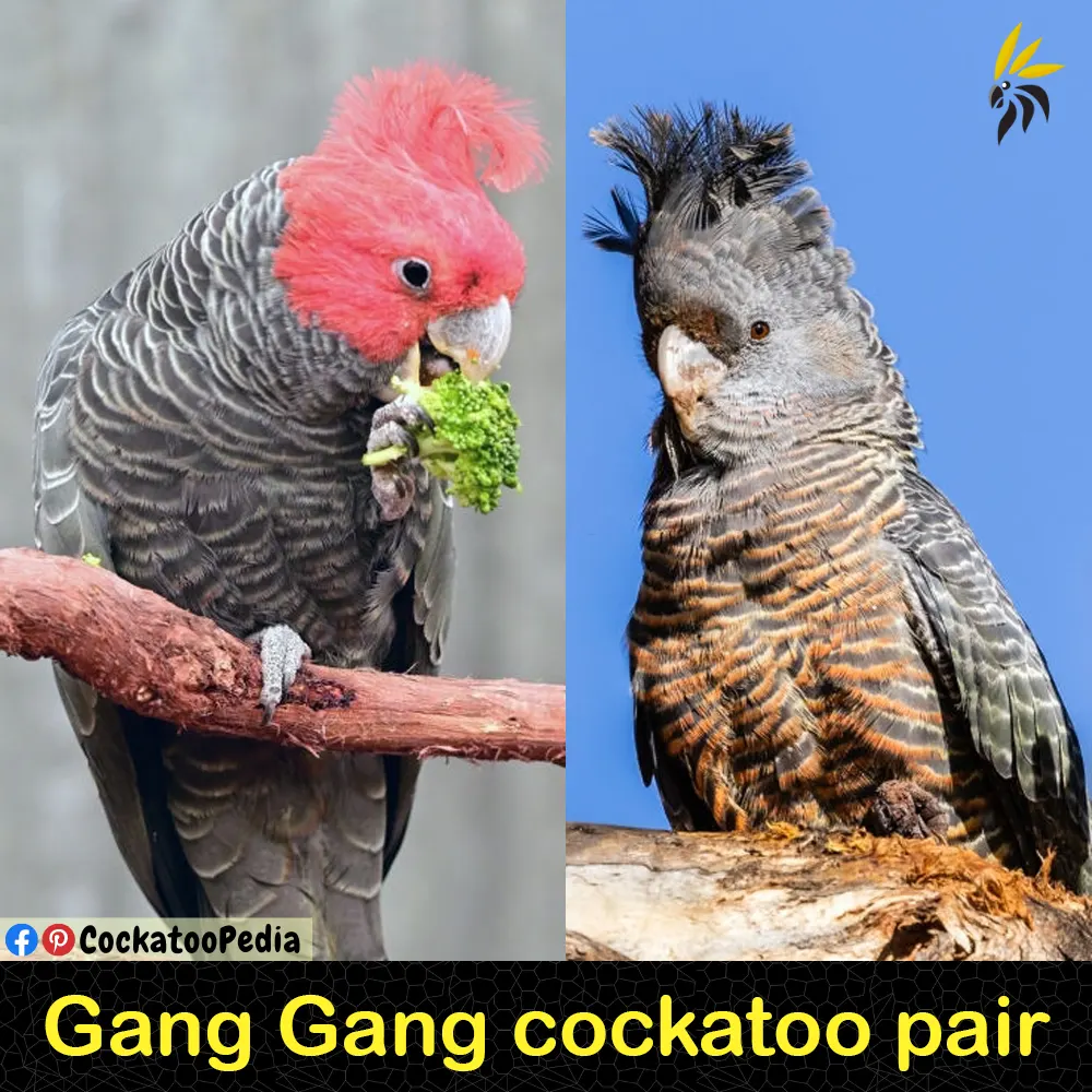Gang Gang Cockatoo Pair