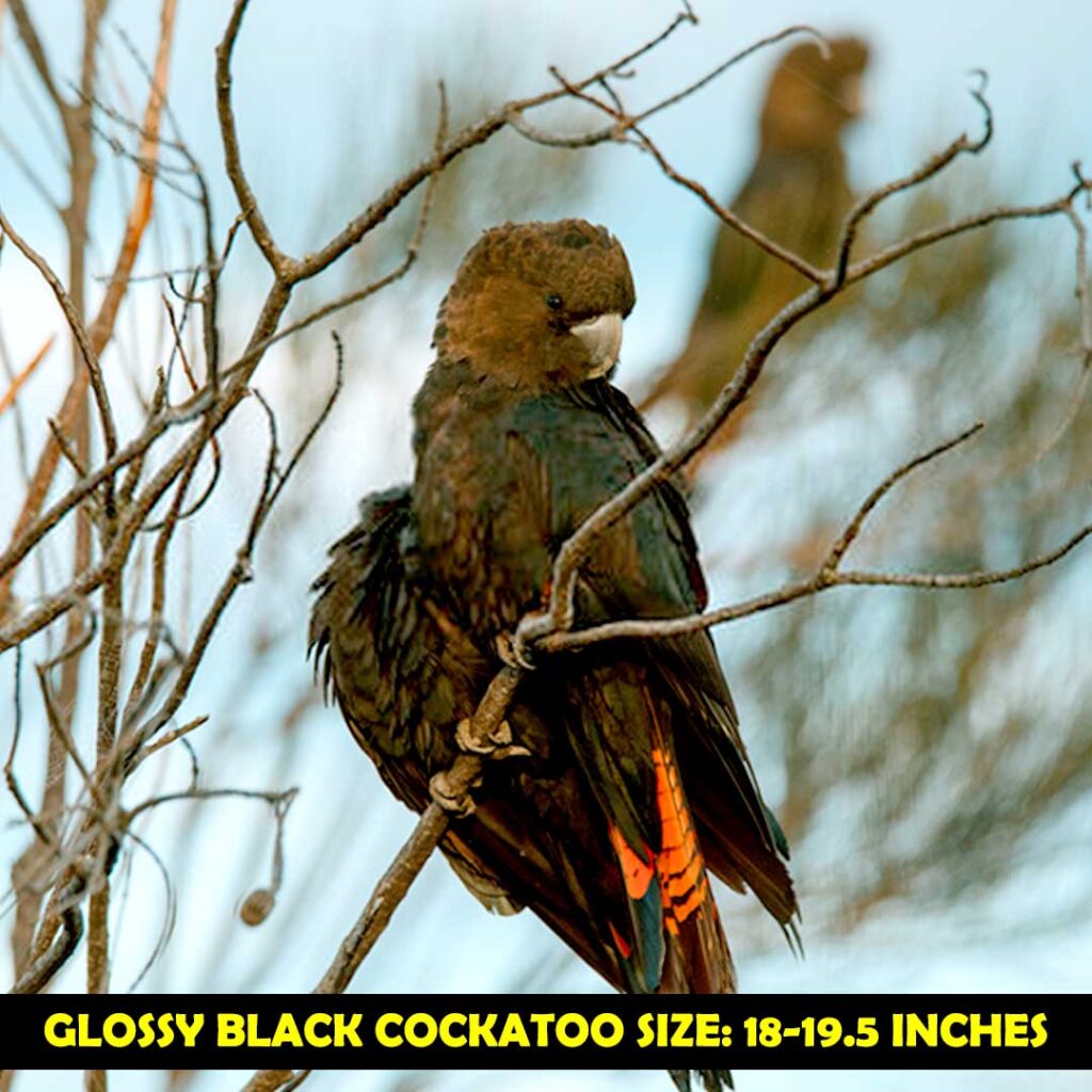 Glossy Black cockatoo