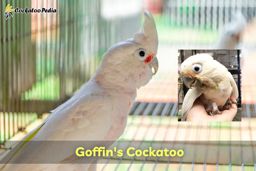 Goffins Cockatoo