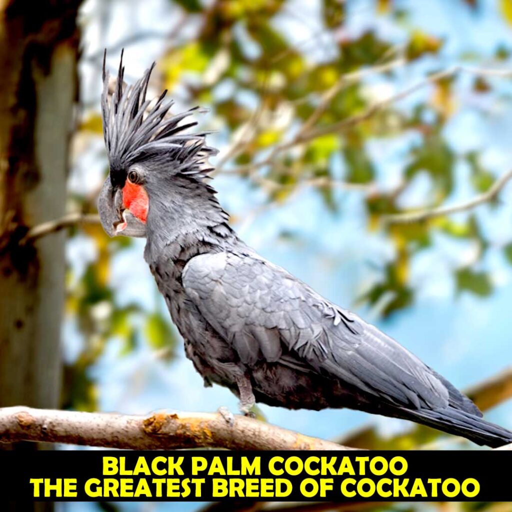 Greatest Breed of Cockatoos