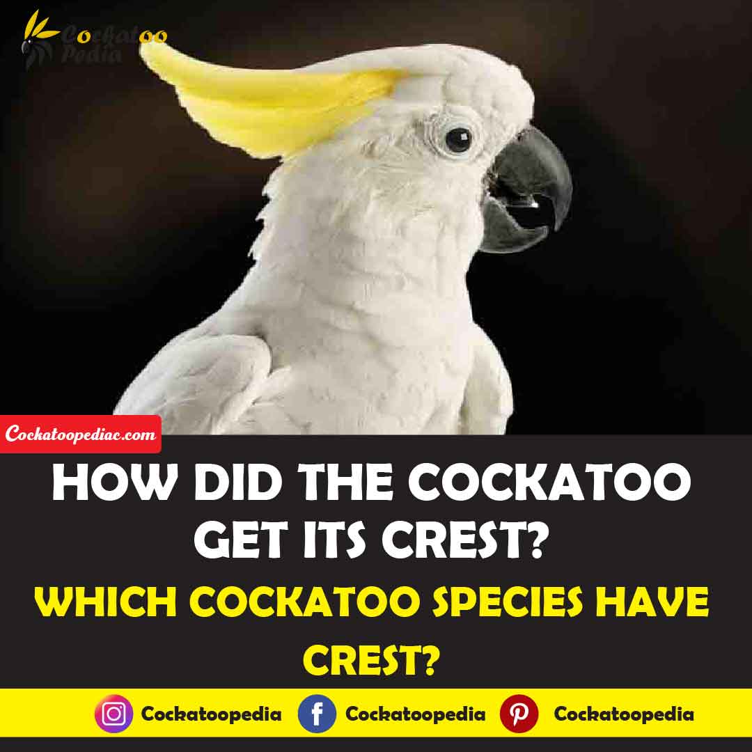 How Did The Cockatoo Get Its Crest