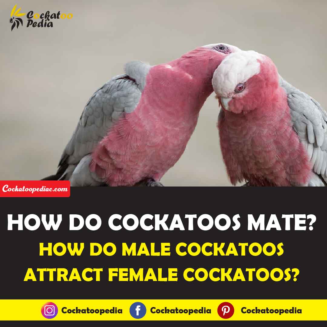 How Do Cockatoos Mate