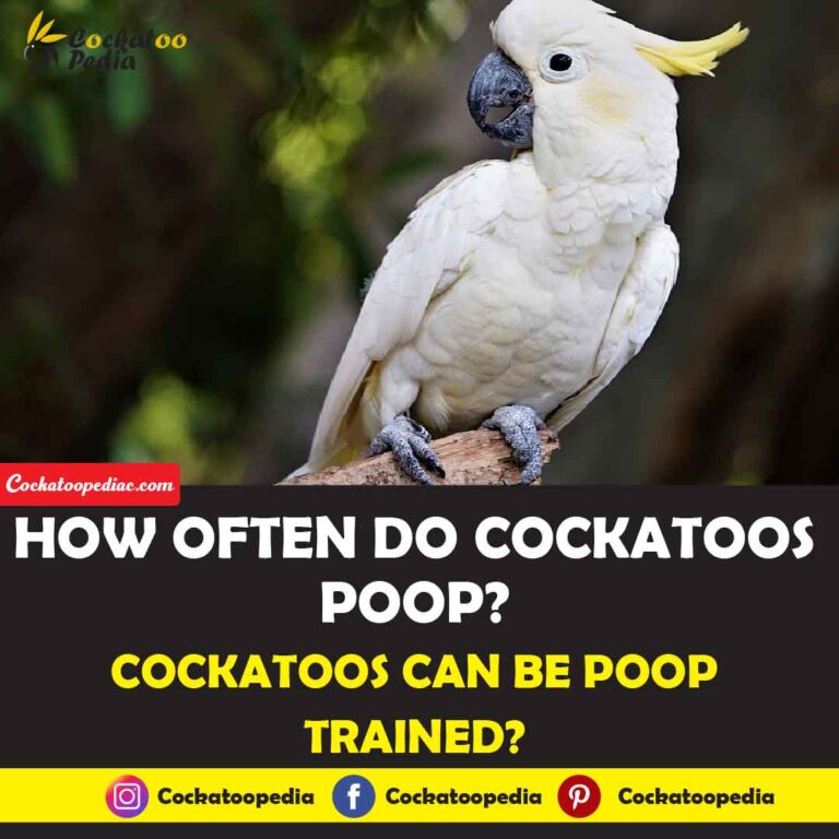 How Often Do Cockatoos Poop